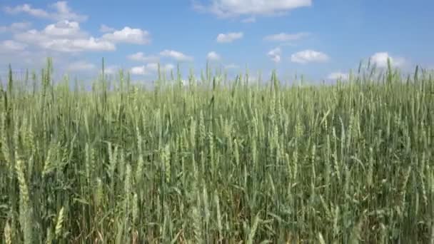 Campo de trigo e céu azul — Vídeo de Stock