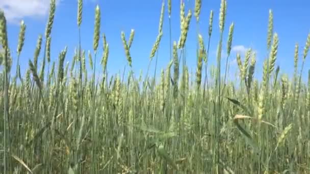 Campo de trigo e céu azul — Vídeo de Stock