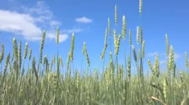 Buğday tarlası ve mavi gökyüzü