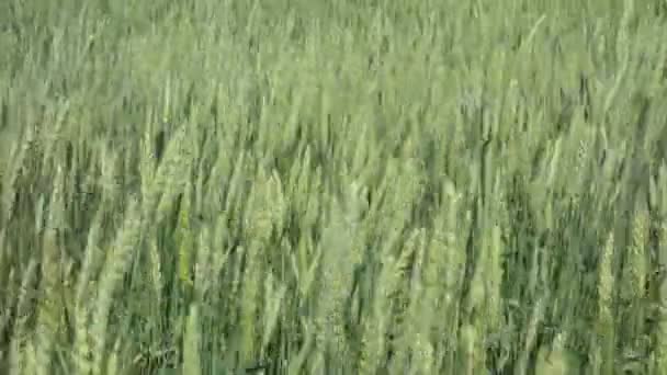 Orejas de trigo — Vídeo de stock
