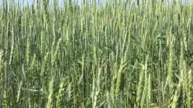 Buğday tarlası ve mavi gökyüzü