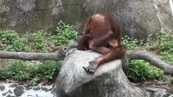 Močení legrační orangutana — Stock video