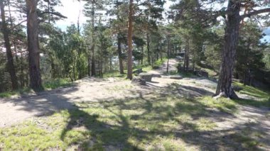 güzel çam ormanı güneş ışığı altında.