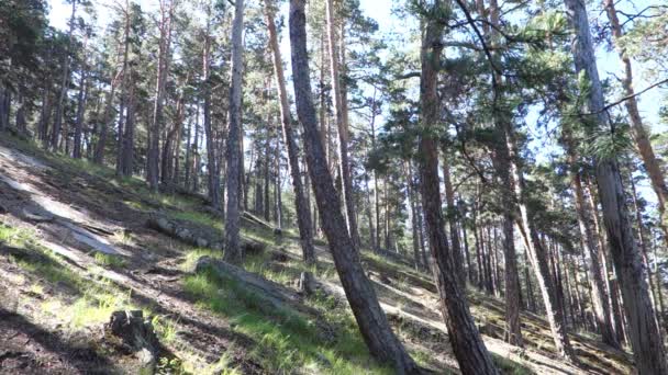Magnifique forêt de pins dans la lumière du soleil. Clip Vidéo