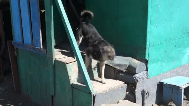 Angry barking dog on the porch. — Stock Video