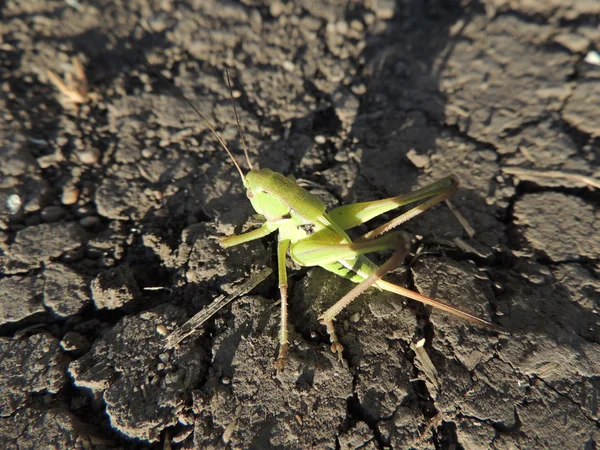 Stora inre gräshoppa på torra spruckna marken — Stockfoto