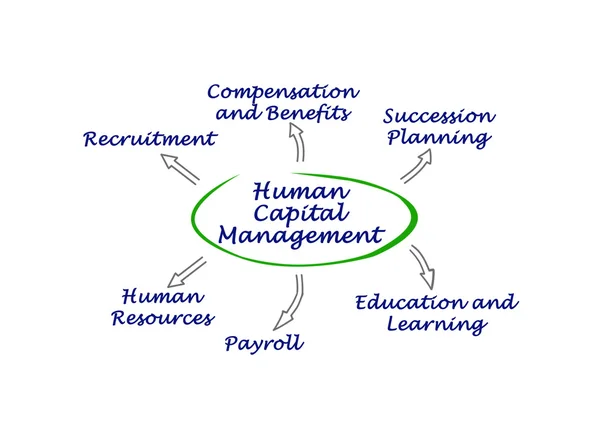 Diagram of Human Capital Management — Stock Photo, Image