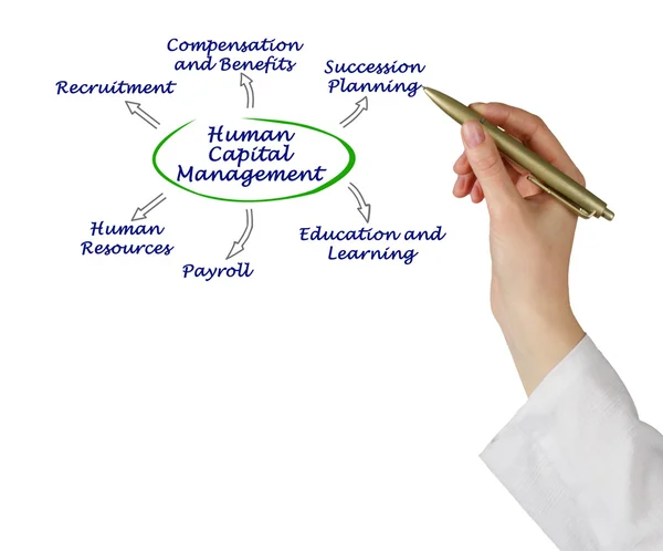 Diagramme de la gestion du capital humain — Photo