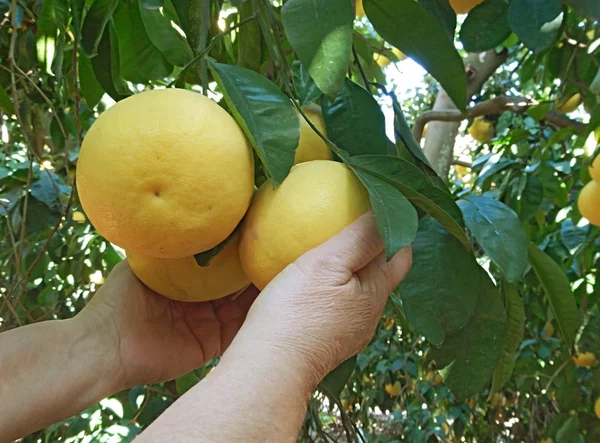 Kvinna anläggning mogen grapefrukt — Stockfoto