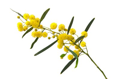 Acacia saligna 'yı kapat