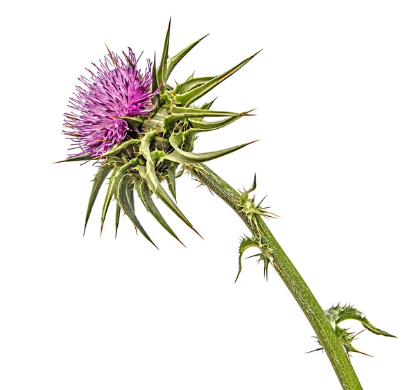 Cardo de lança florido (Cirsium vulgare) — Fotografia de Stock