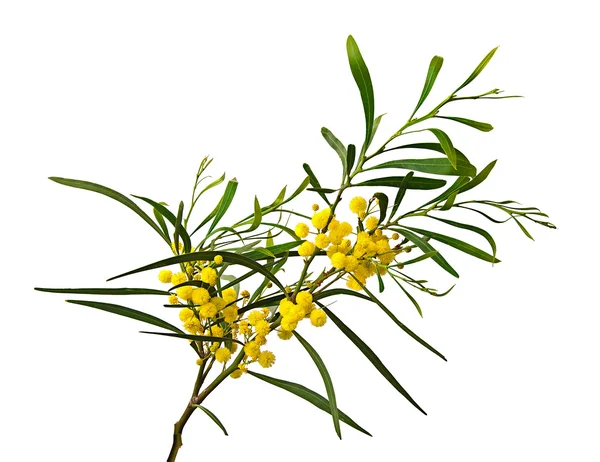 Acacia saligna 'yı kapat — Stok fotoğraf