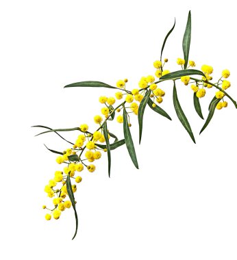 Acacia saligna 'yı kapat