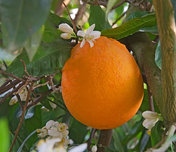 Laranja madura e flores — Fotografia de Stock