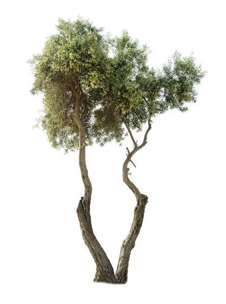 Olive tree op wit — Stockfoto