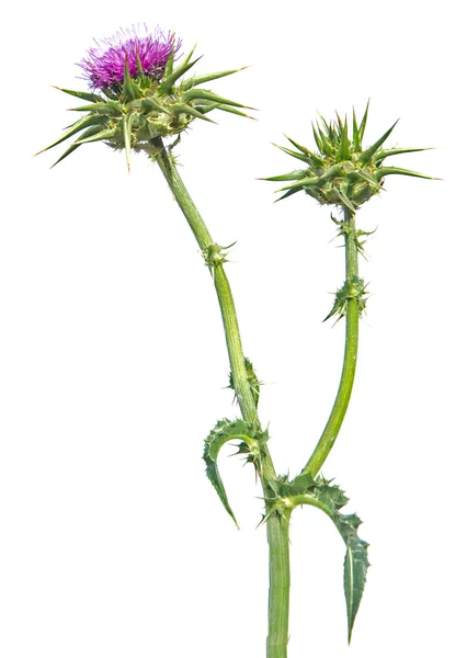 Çiçekli mızrak devedikeni (Cirsium vulgare) — Stok fotoğraf