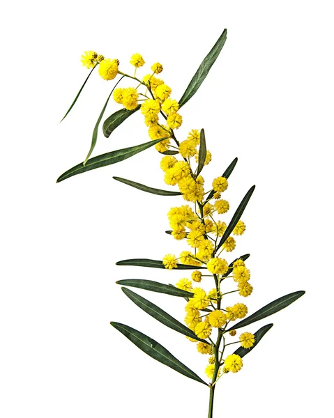 Close up de Acacia saligna — Fotografia de Stock