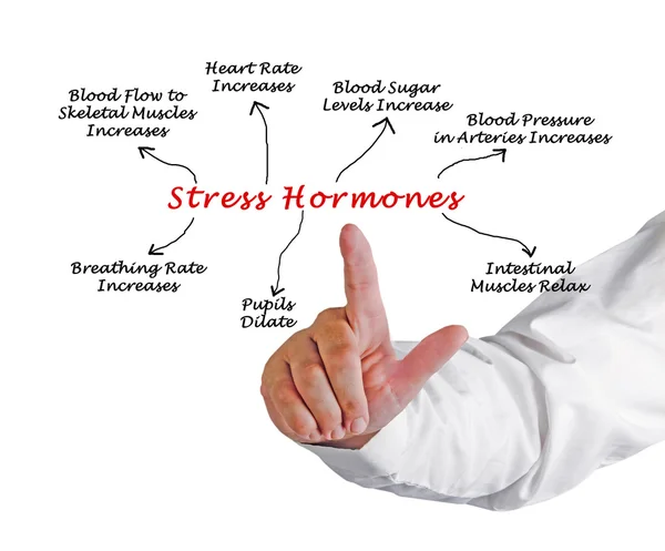 Effects of Stress Hormones — Stock Photo, Image