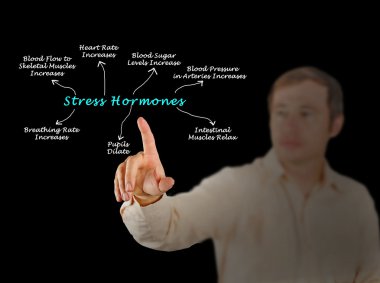 Stres hormonları etkileri