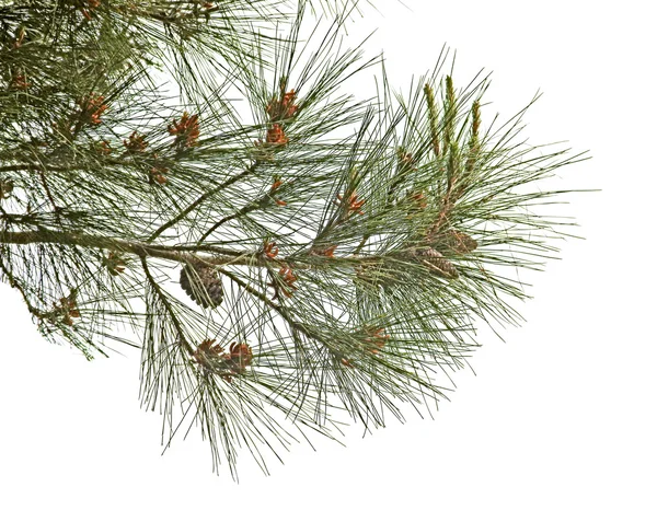 Pine branch with cones isolated on white background — Stock Photo, Image