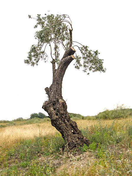 Olive tree at Israel — Stock Photo, Image