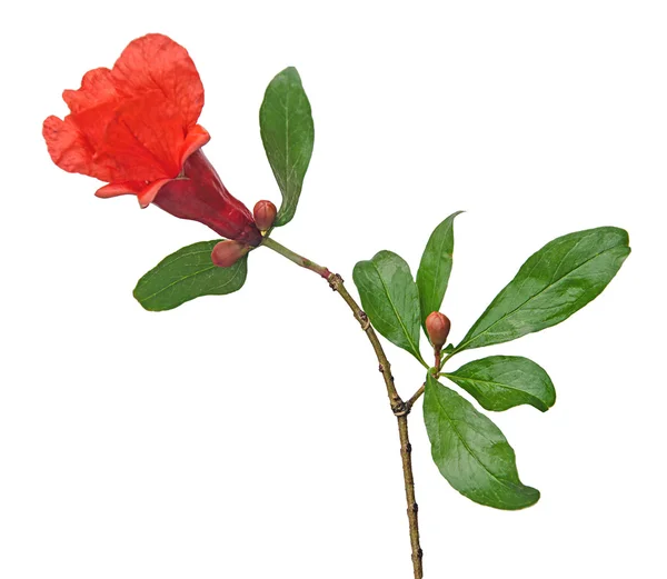 Granatäpple gren med blomma — Stockfoto