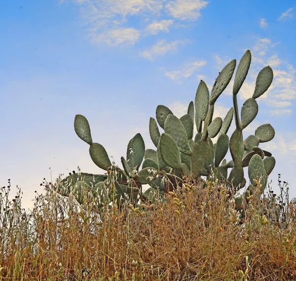 Les cactus israéliens au printemps — Photo