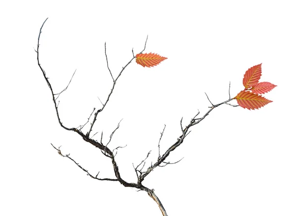 Суха гілка з листям — стокове фото