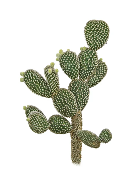 Cactus isolated on white background — Stock Photo, Image