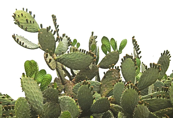 Cactus aislado sobre fondo blanco — Foto de Stock