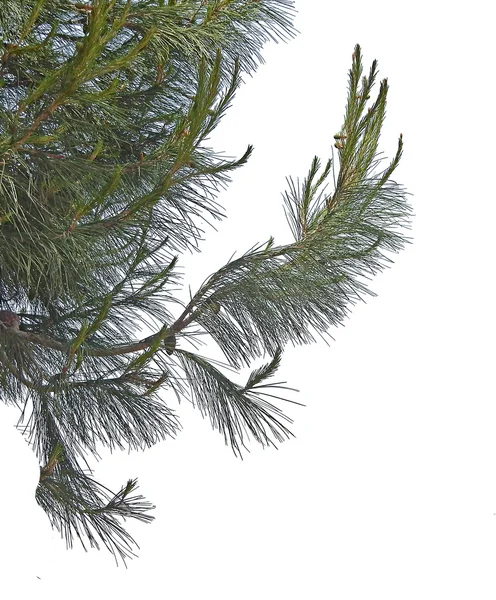 Ramo de pinheiro com cones isolados sobre fundo branco — Fotografia de Stock