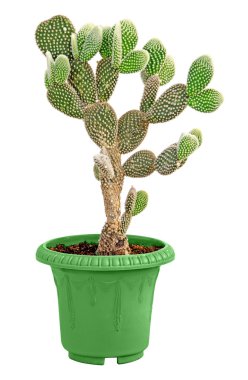 Kaktüs beyaz arkaplanda izole 