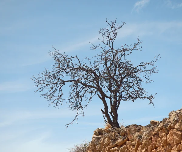 Suchý strom na skalách — Stock fotografie