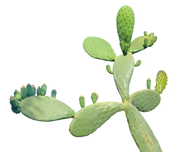 Cactus aislado sobre fondo blanco — Foto de Stock