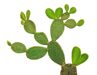 Beyaz arka plan üzerinde izole opuntia kaktüs