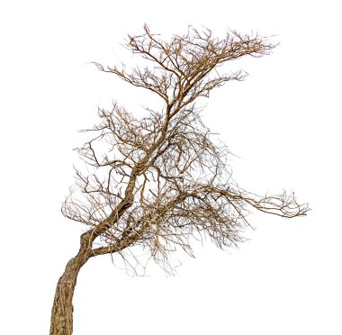 Beyaz arkaplanda ağaç