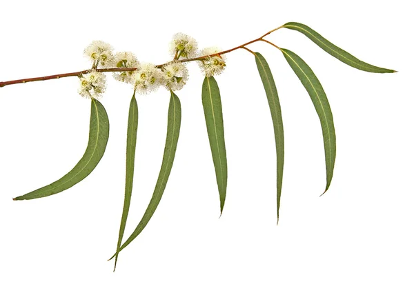 Close up of Eucalyptus branch — Stock Photo, Image