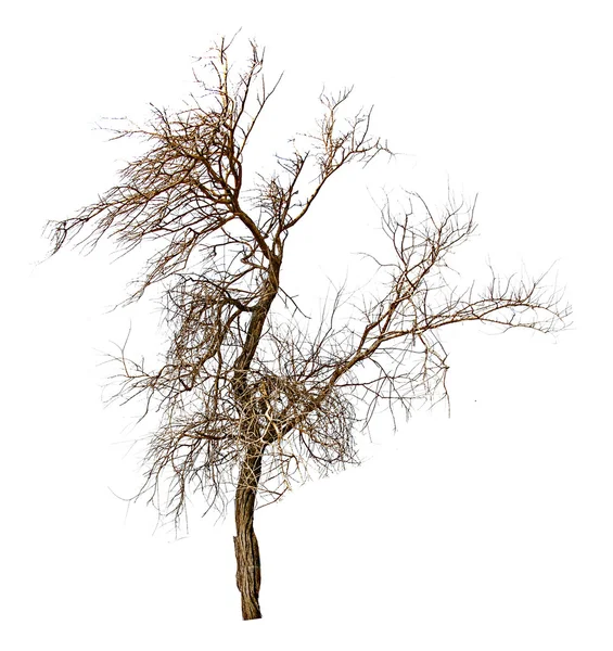 Tree on white background — Stock Photo, Image