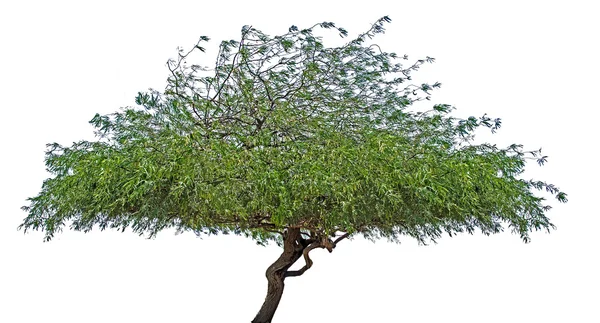 Árbol sobre fondo blanco — Foto de Stock