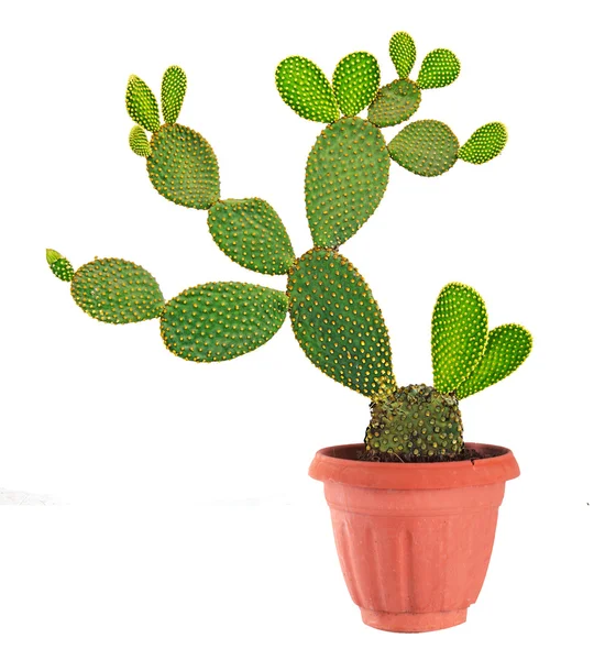 Opuntia cactus geïsoleerd op witte achtergrond — Stockfoto