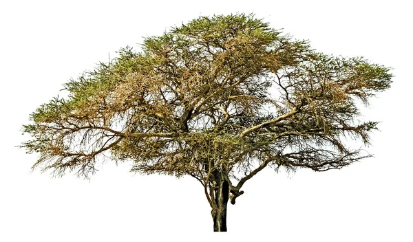 Träd på vit bakgrund — Stockfoto