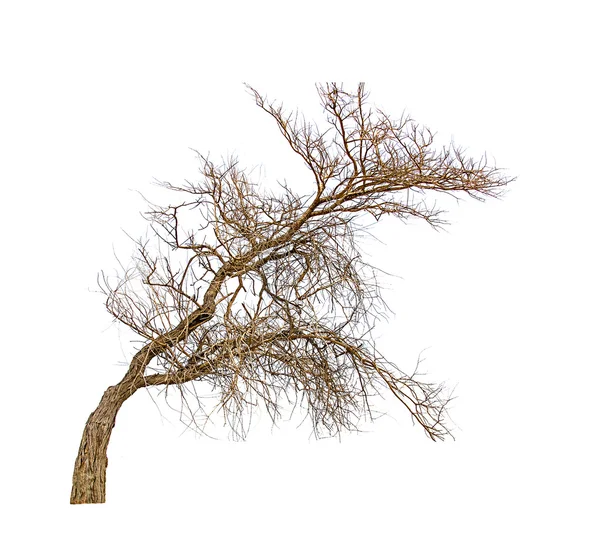 Dry tree isolated on white — Stock Photo, Image