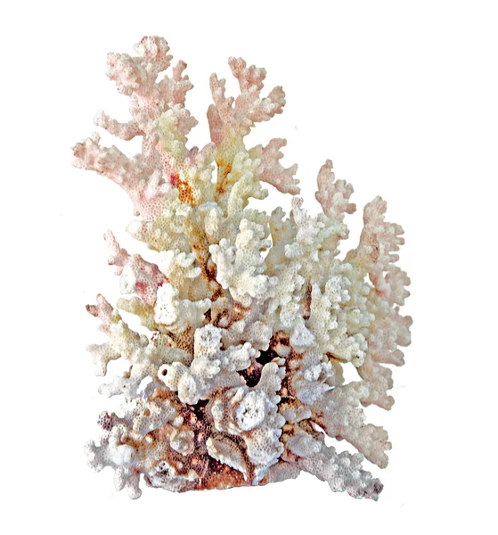Korall fehér alapon — Stock Fotó
