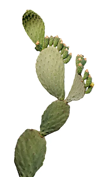 Cactus isolato su sfondo bianco — Foto Stock
