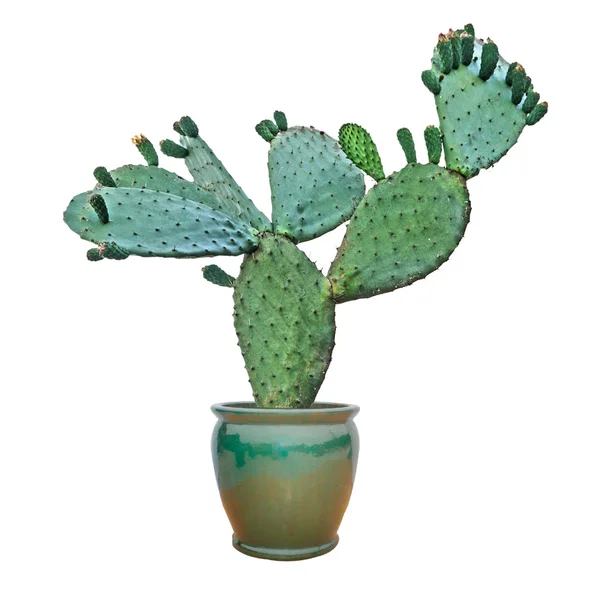 Cactus aislado sobre fondo blanco —  Fotos de Stock