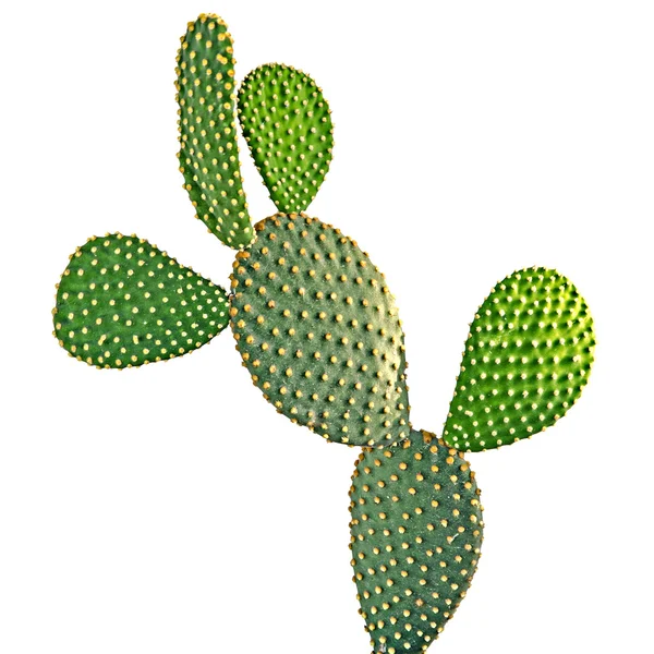 Opuntia cactus isolated on white background — Stock Photo, Image