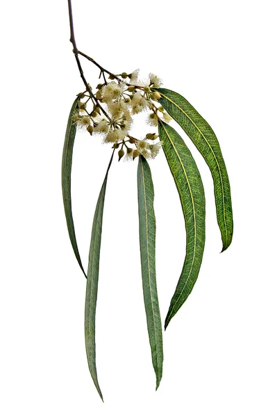 Close up of Eucalyptus branch — Stock Photo, Image