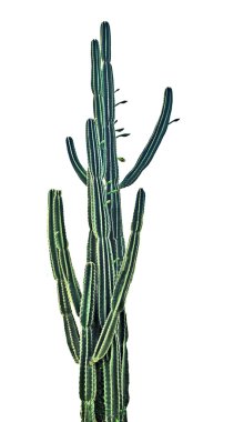    Kaktüs beyaz arkaplanda izole      