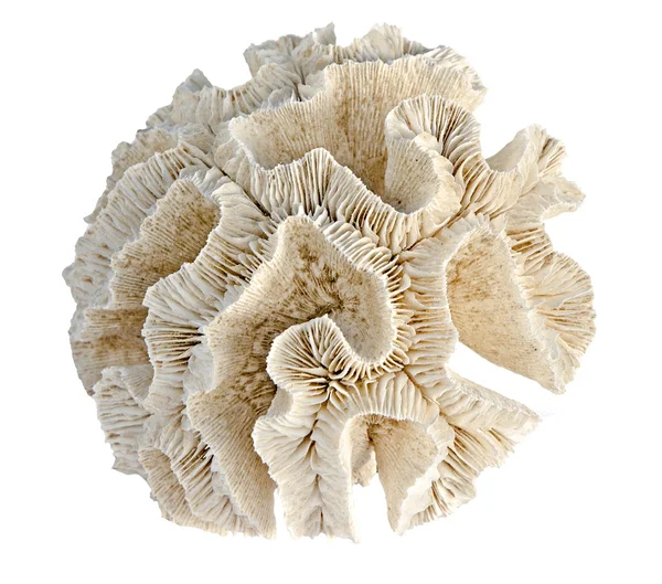 白色背景的珊瑚 — 图库照片