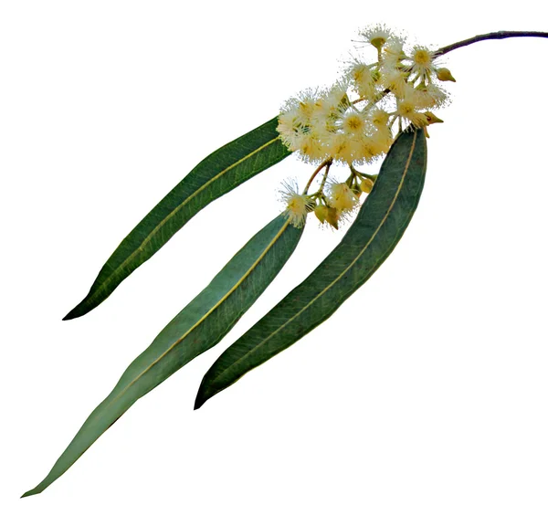 Close up of Eucalyptus branch — Stock Photo, Image